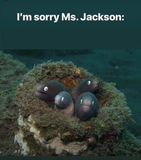 ms jackson 4 eels - I'm sorry Ms. Jackson