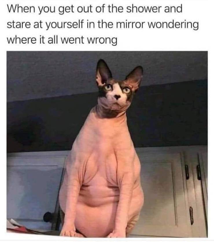 shower cat meme - When you get out of the shower and stare at yourself in the mirror wondering where it all went wrong