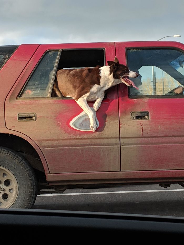 aged dog hanging out car window