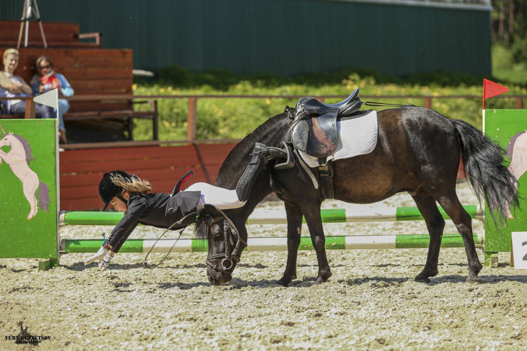 perfect timing horse harness