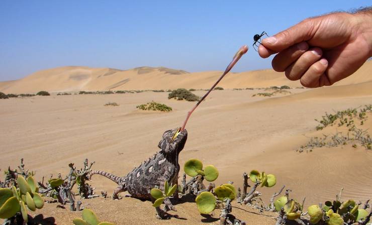 perfect timing living desert tour swakopmund