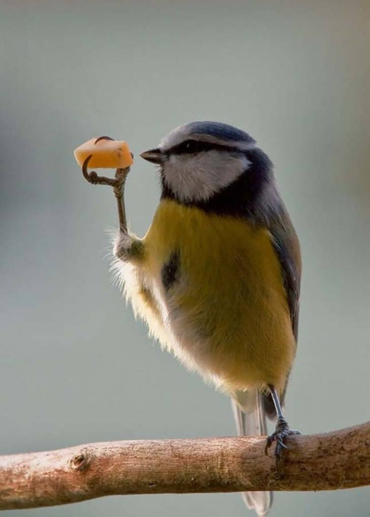 perfect timing funny birds