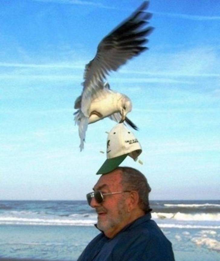 perfect timing seagull steals hat