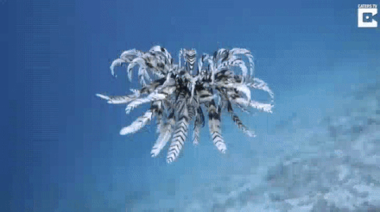 feather star swimming gif