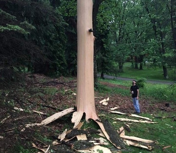 tree struck by lightning bark