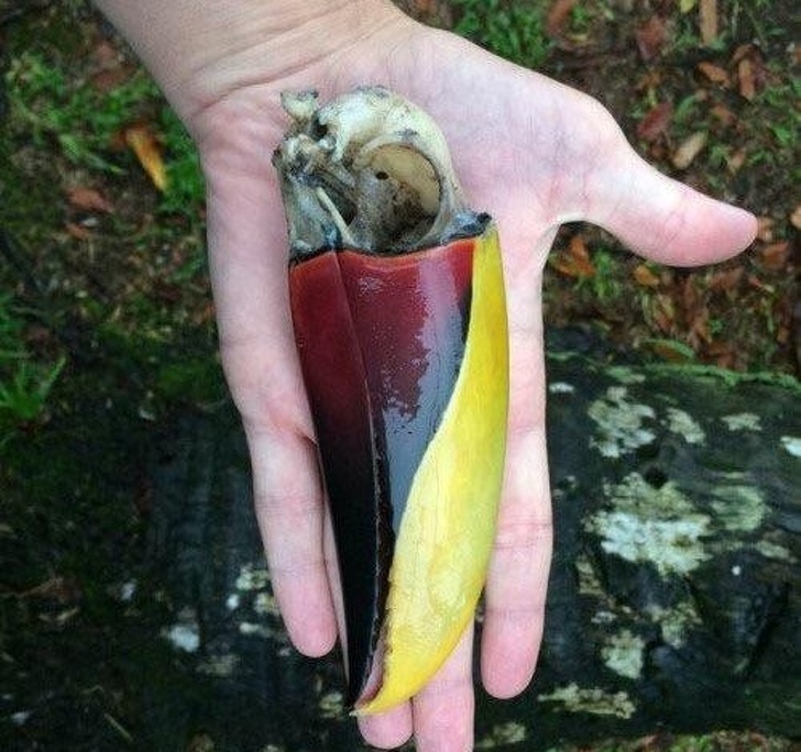 Here’s what’s left after a Toucan dies.