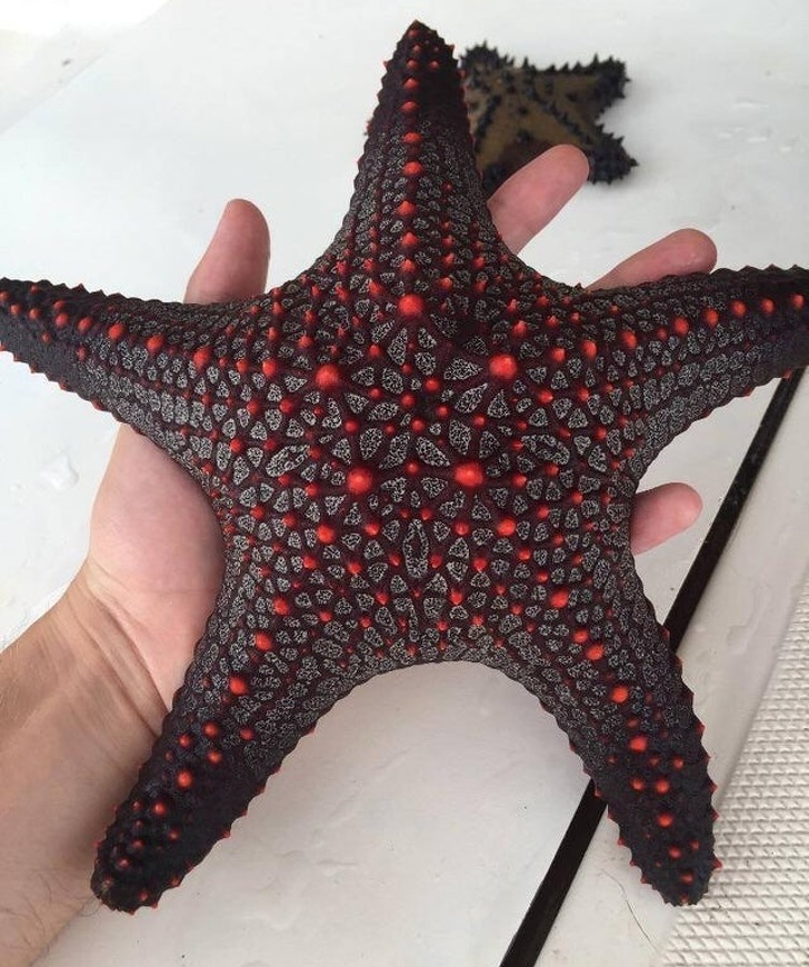 devil starfish - 2 .. . . 2