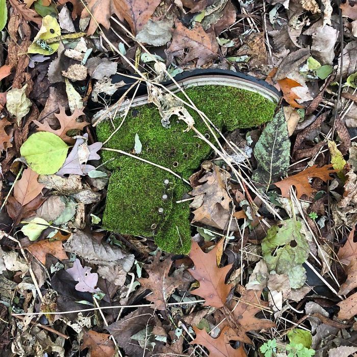 moss covered boot