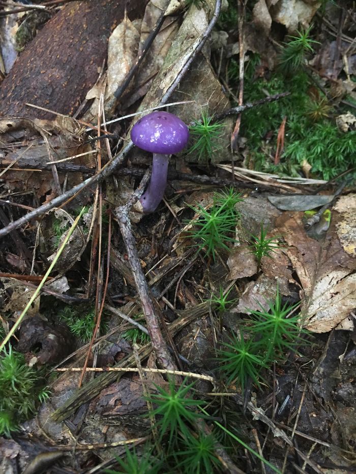 purple psychedelic mushroom of pa