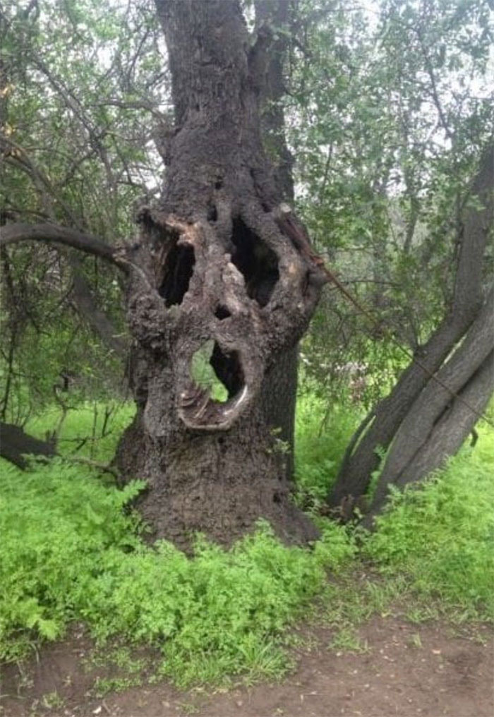 creepy tree