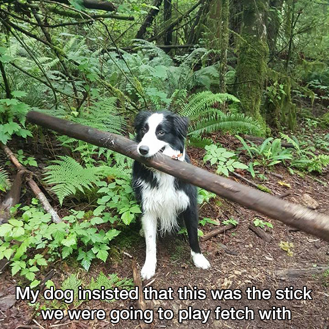 dog with stick meme - My dog insisted that this was the stick we were going to play fetch with