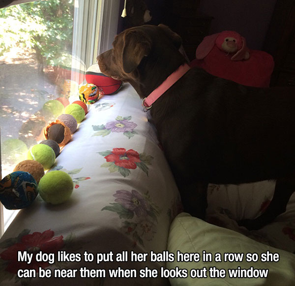 room - My dog to put all her balls here in a row so she can be near them when she looks out the window