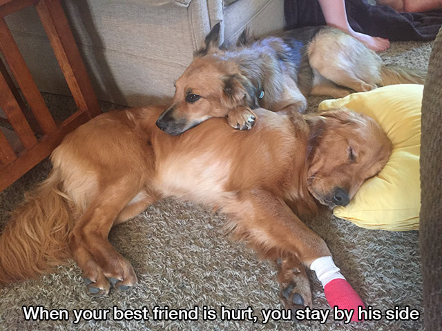 companion dog - When your best friend is hurt, you stay by his side