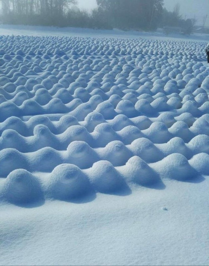 cabbage field covered with snow