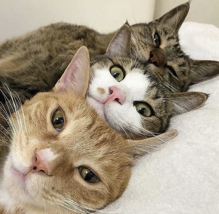 3 cats lined up