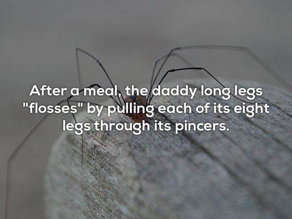 wire - After a meal, the daddy long legs "flosses" by pulling each of its eight legs through its pincers.