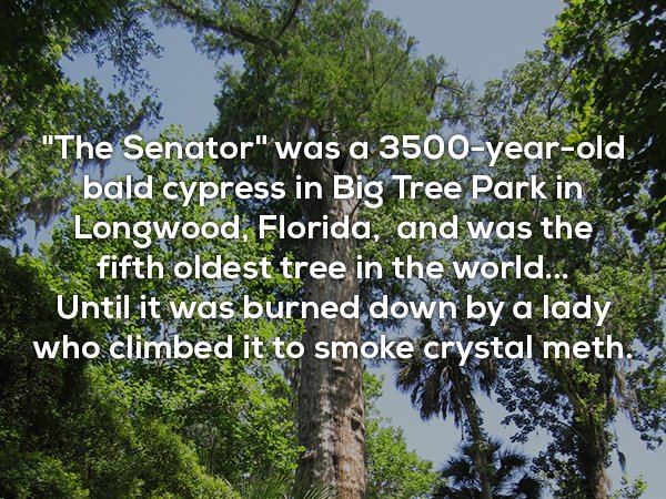 australian cypress tree - "The Senator" was a 3500yearold bald cypress in Big Tree Park in Longwood, Florida, and was the fifth oldest tree in the world... Until it was burned down by a lady who climbed it to smoke crystal meth.