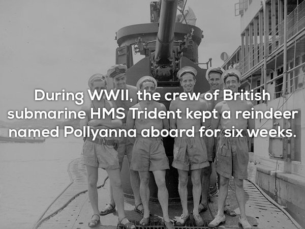hms trident submarine - During Wwii, the crew of British submarine Hms Trident kept a reindeer named Pollyanna aboard for six weeks.