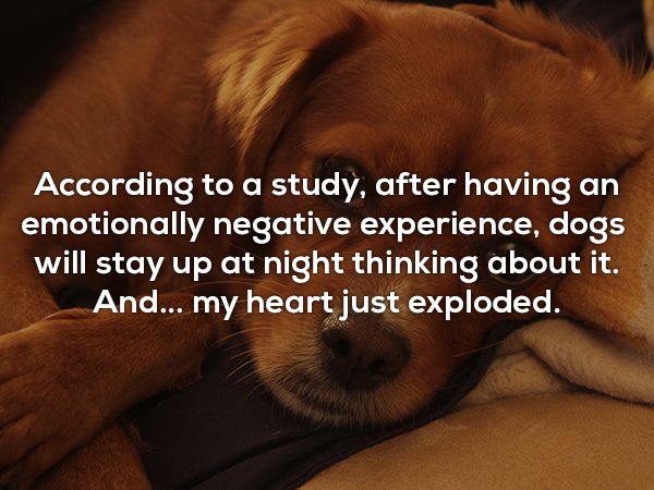 photo caption - According to a study, after having an emotionally negative experience, dogs will stay up at night thinking about it. And... my heart just exploded.
