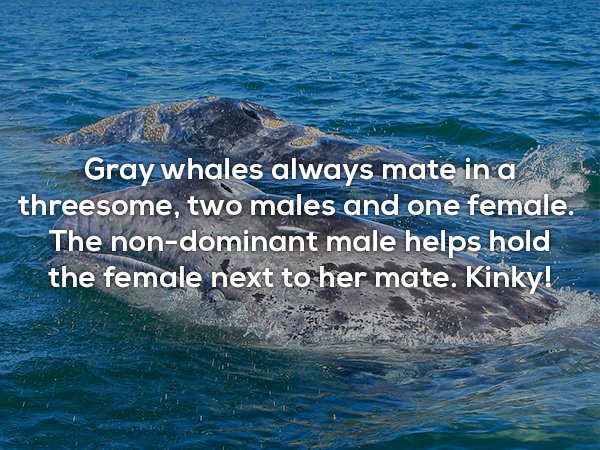 water resources - Gray whales always mate in a threesome, two males and one female. The nondominant male helps hold the female next to her mate. Kinky!