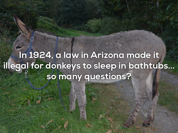 donkey - In 1924, a law in Arizona made it illegal for donkeys to sleep in bathtubs... so many questions?