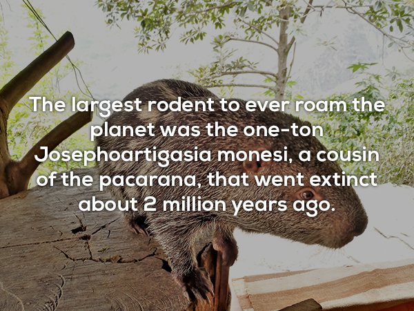 Pacarana - es The largest rodent to ever roam the planet was the onetone Josephoartigasia monesi, a cousin of the pacarana, that went extinct about 2 million years ago.