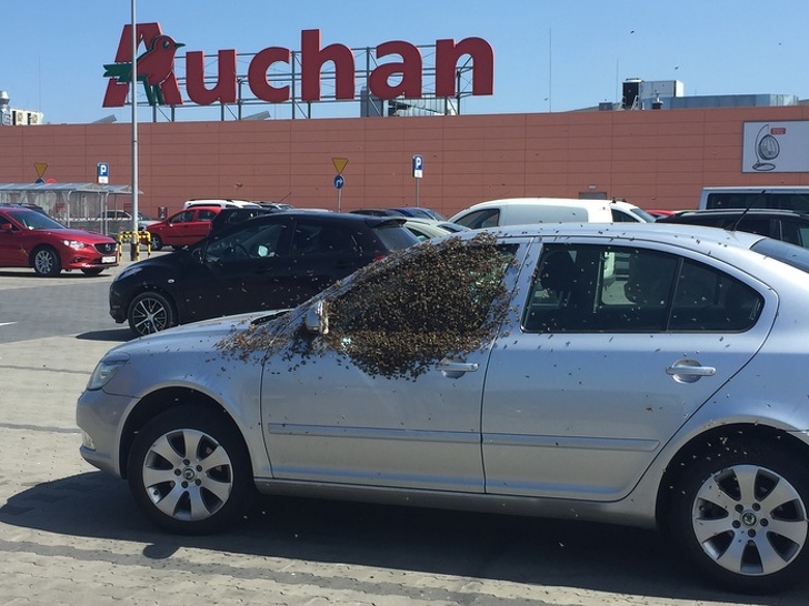 This car getting attacked by bees.