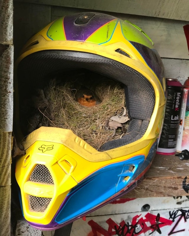 A robin nested inside this bike helmet.