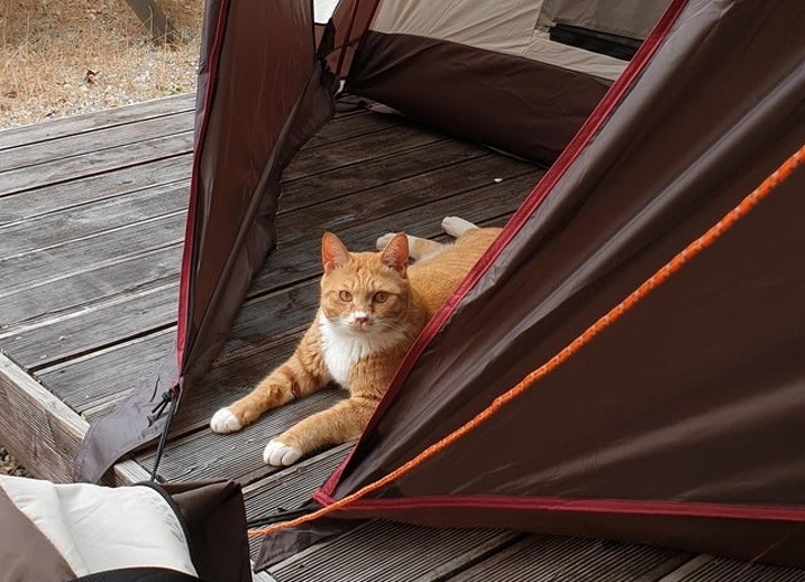 Strange cat found inside their tent.