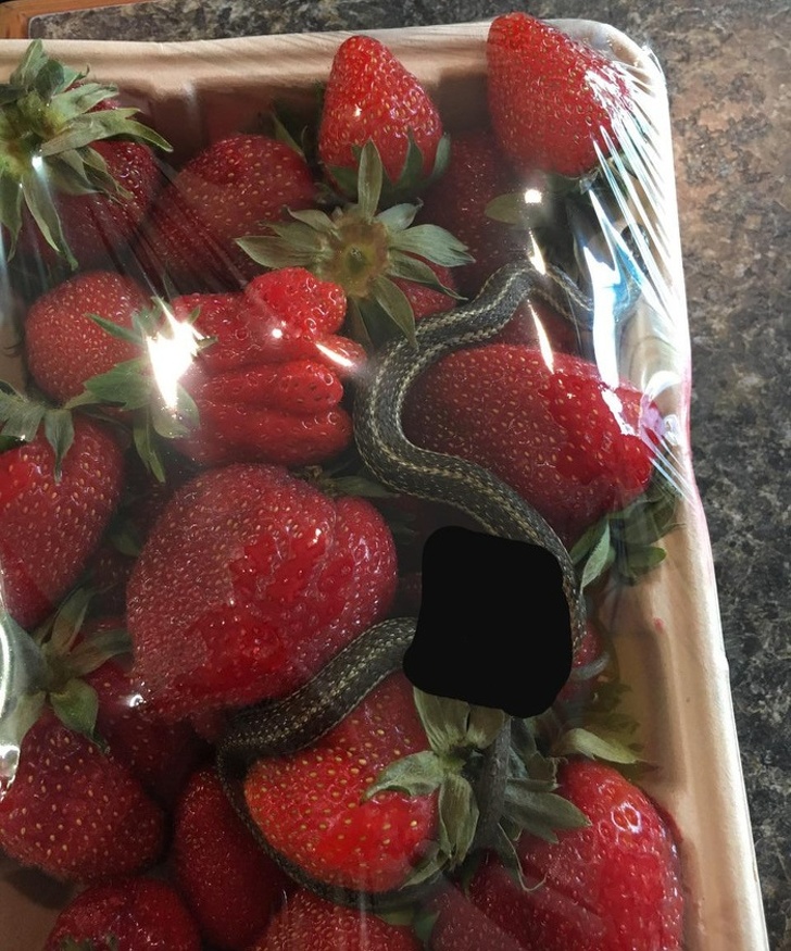 A snake was packed with these strawberries.