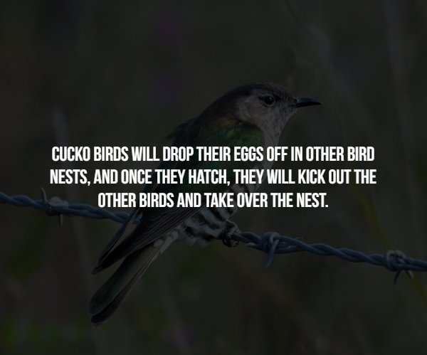 arusha - Cucko Birds Will Drop Their Eggs Off In Other Bird Nests, And Once They Hatch, They Will Kick Out The Other Birds And Take Over The Nest.