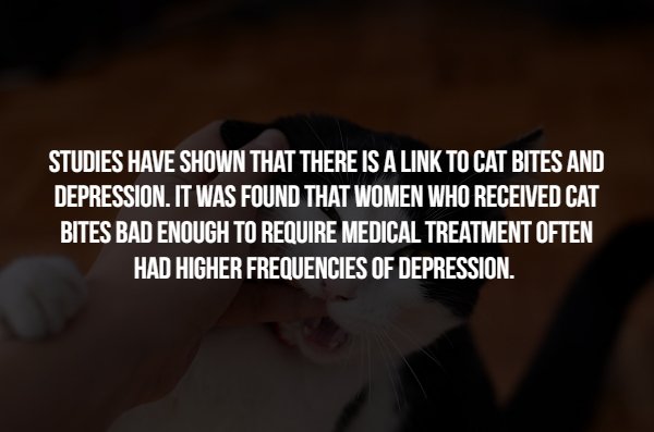 photo caption - Studies Have Shown That There Is A Link To Cat Bites And Depression. It Was Found That Women Who Received Cat Bites Bad Enough To Require Medical Treatment Often Had Higher Frequencies Of Depression.