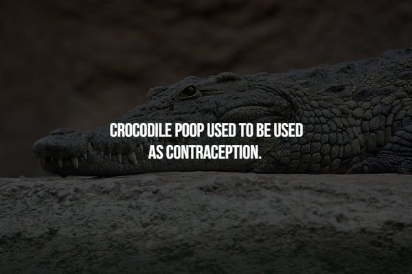 american alligator - Crocodile Poop Used To Be Used As Contraception.