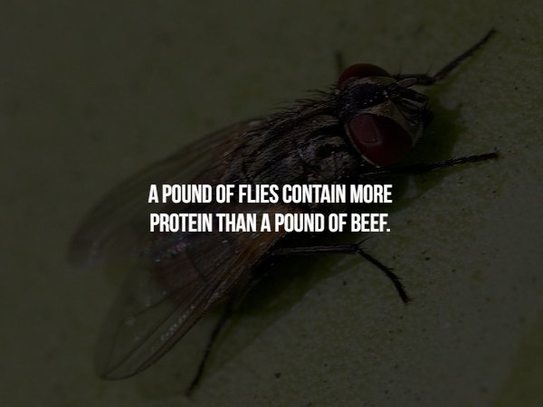 fly - A Pound Of Flies Contain More Protein Than A Pound Of Beef.