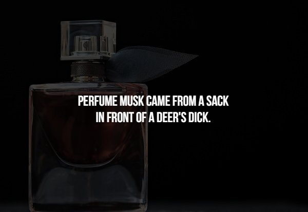 perfume - Perfume Musk Came From A Sack In Front Of A Deer'S Dick.