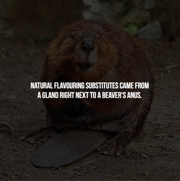 beaver - Natural Flavouring Substitutes Came From A Gland Right Next To A Beaver'S Anus.