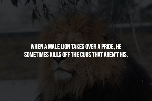 fur - When A Male Lion Takes Over A Pride, He Sometimes Kills Off The Cubs That Aren'T His.