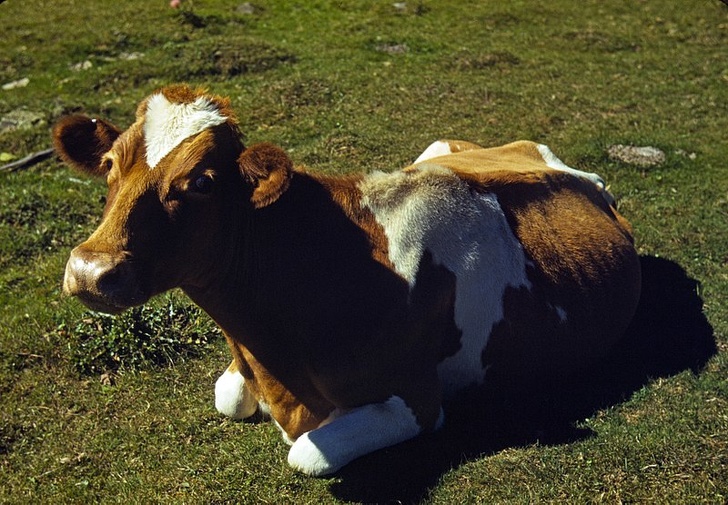 Wild and Wacky Facts - regional mooing