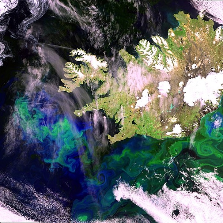 Wild and Wacky Facts - algal bloom iceland