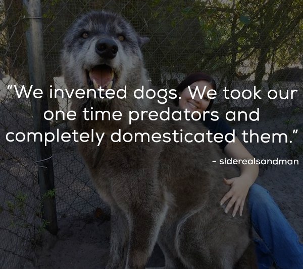 large wolf - "We invented dogs. We took our one time predators and completely domesticated them." siderealsandman