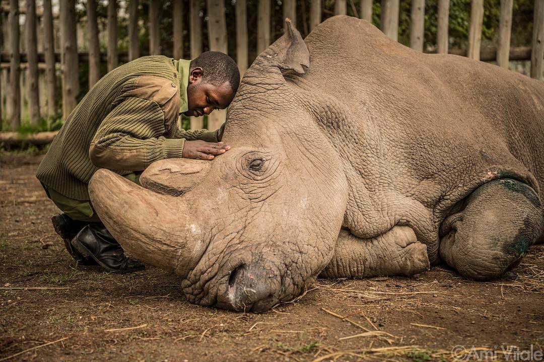 The last male Northern White rhino is now dead.
