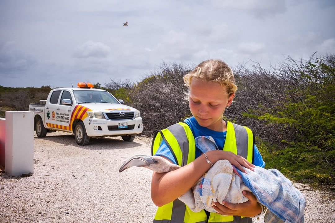 This flamingo is being returned after an oil spill.