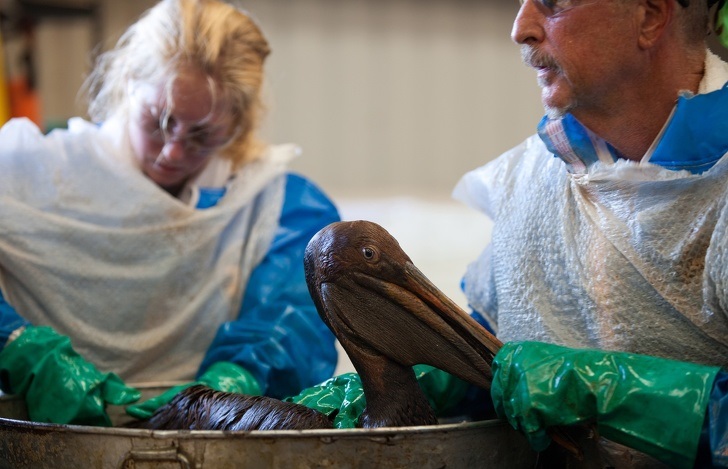 Rescue team cleans oil off this pelican.