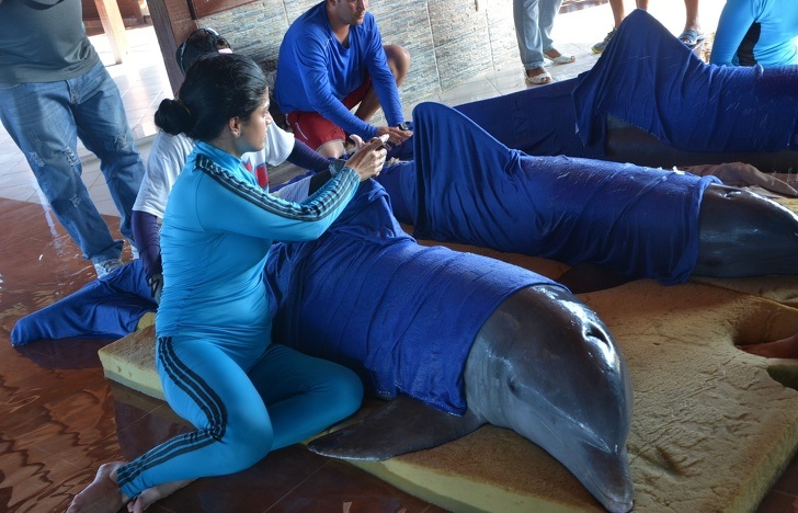 Dolphins being prepared for relocation before hurricane Irma.