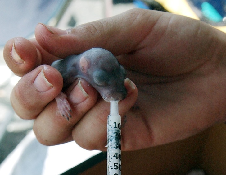 Feeding this baby rodent after its mother was killed.