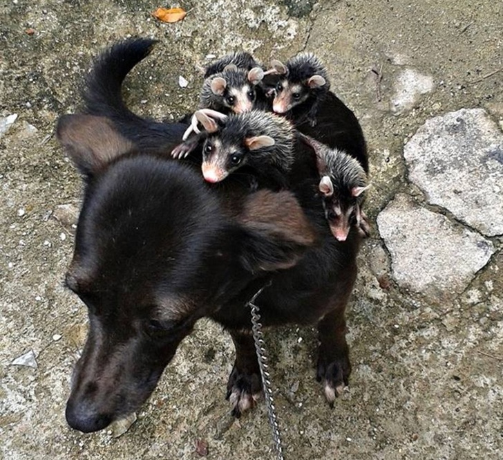 A dog giving some opossums a ride.