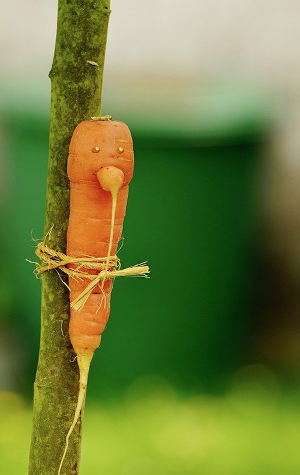 deformed carrot