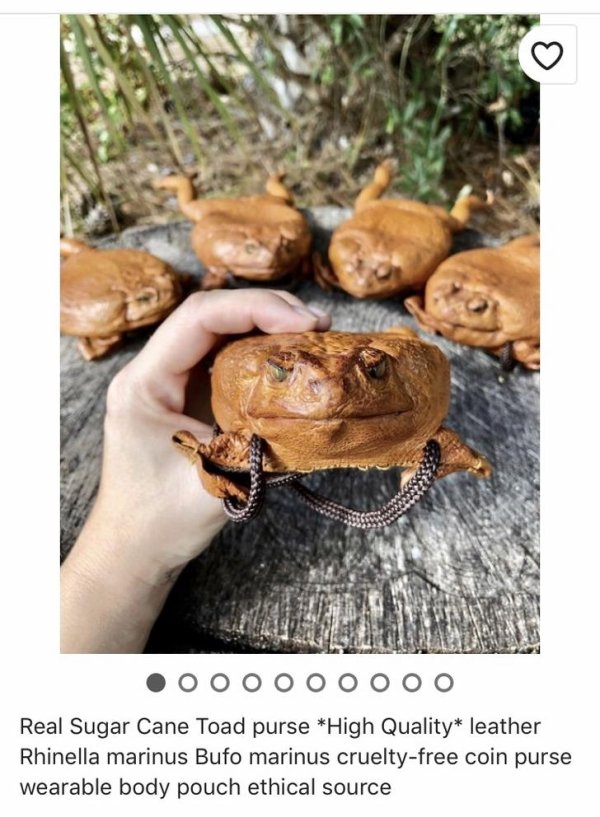 diy fail animal - Ooooooooo Real Sugar Cane Toad purse High Quality leather Rhinella marinus Bufo marinus crueltyfree coin purse wearable body pouch ethical source