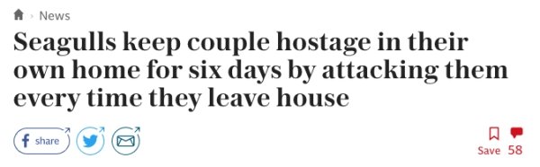 number - N News Seagulls keep couple hostage in their own home for six days by attacking them every time they leave house Save 58