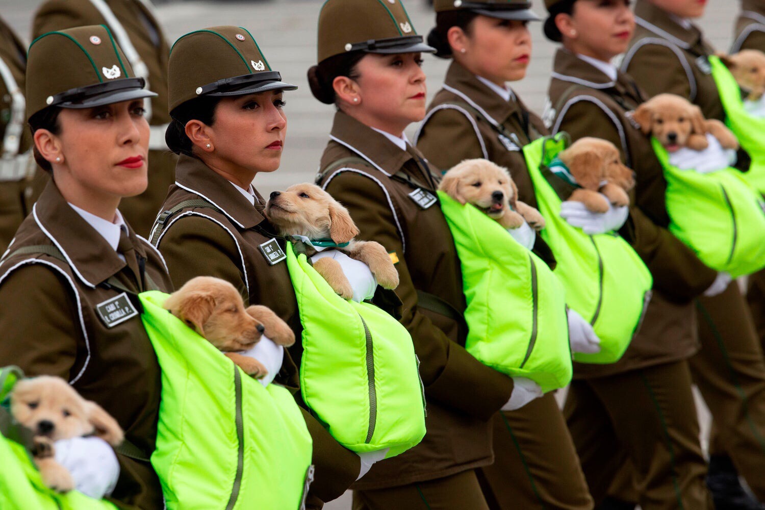 chilean police puppies - Le